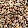Castor seeds wallpaper hd