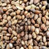 Castor-seeds-wallpaper-hd.jpg