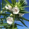 Sesame – Gardening Solutions